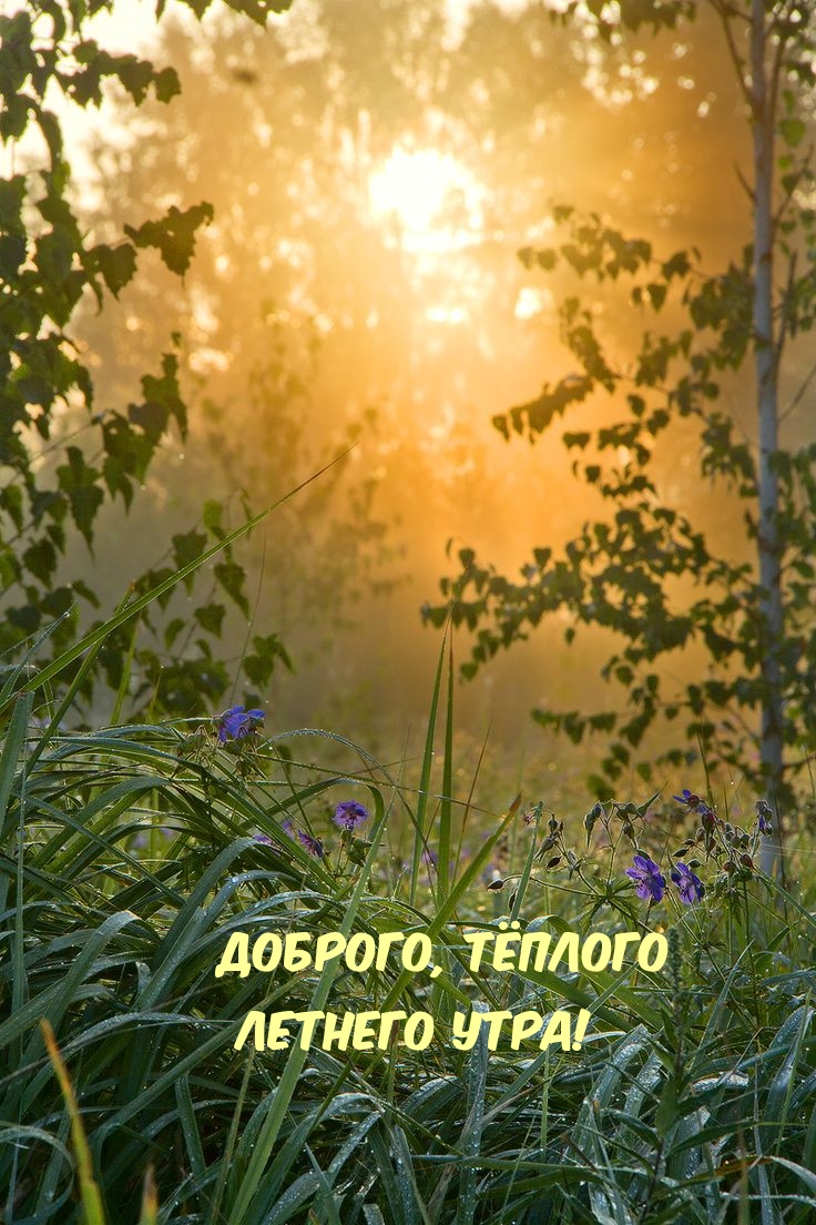 Доброго, тёплого летнего утра!
