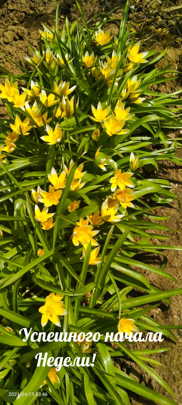 Успешного начала Недели!