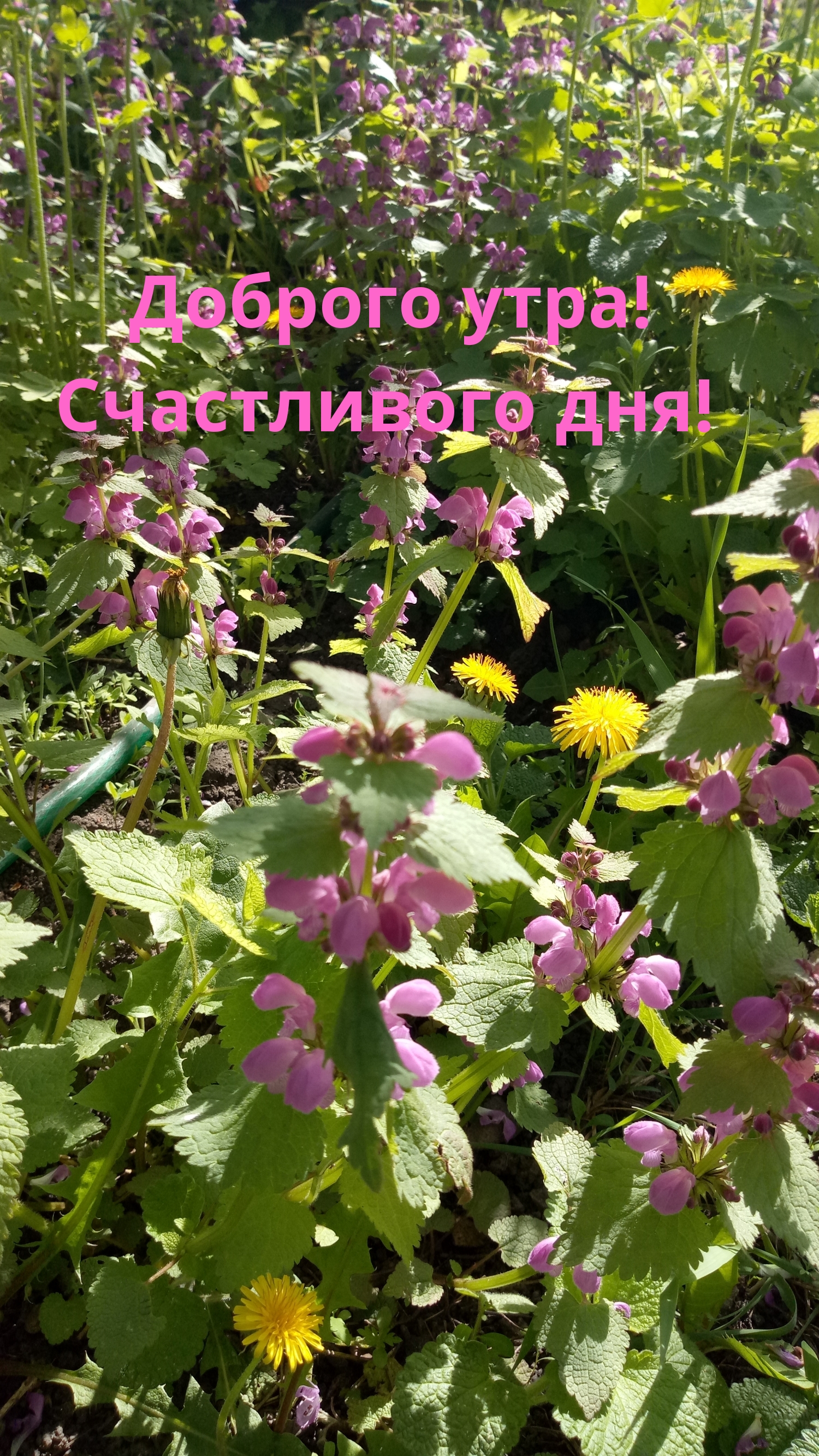 Доброго утра! Счастливого дня!