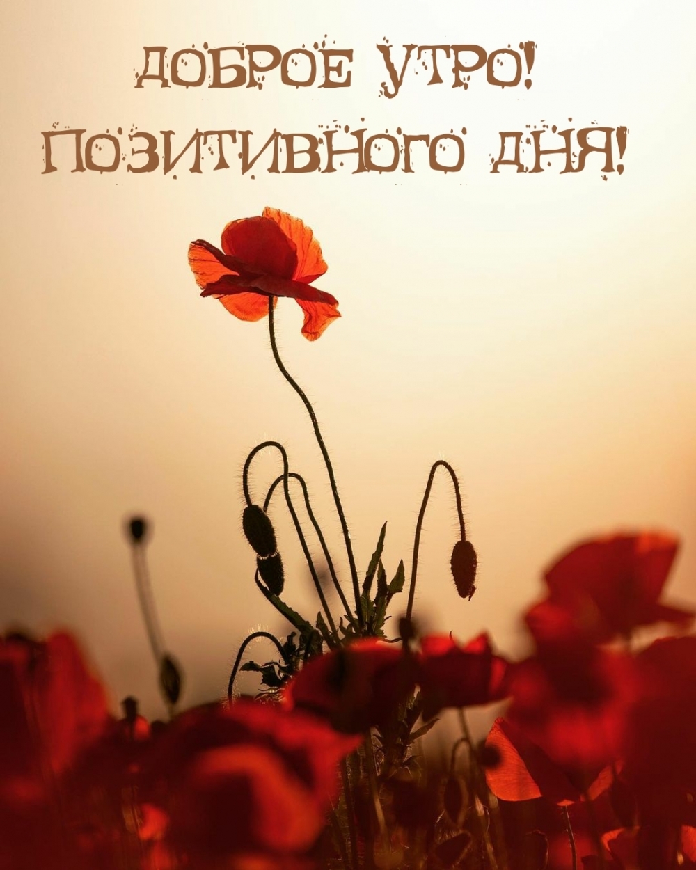 Доброе утро! Позитивного дня!