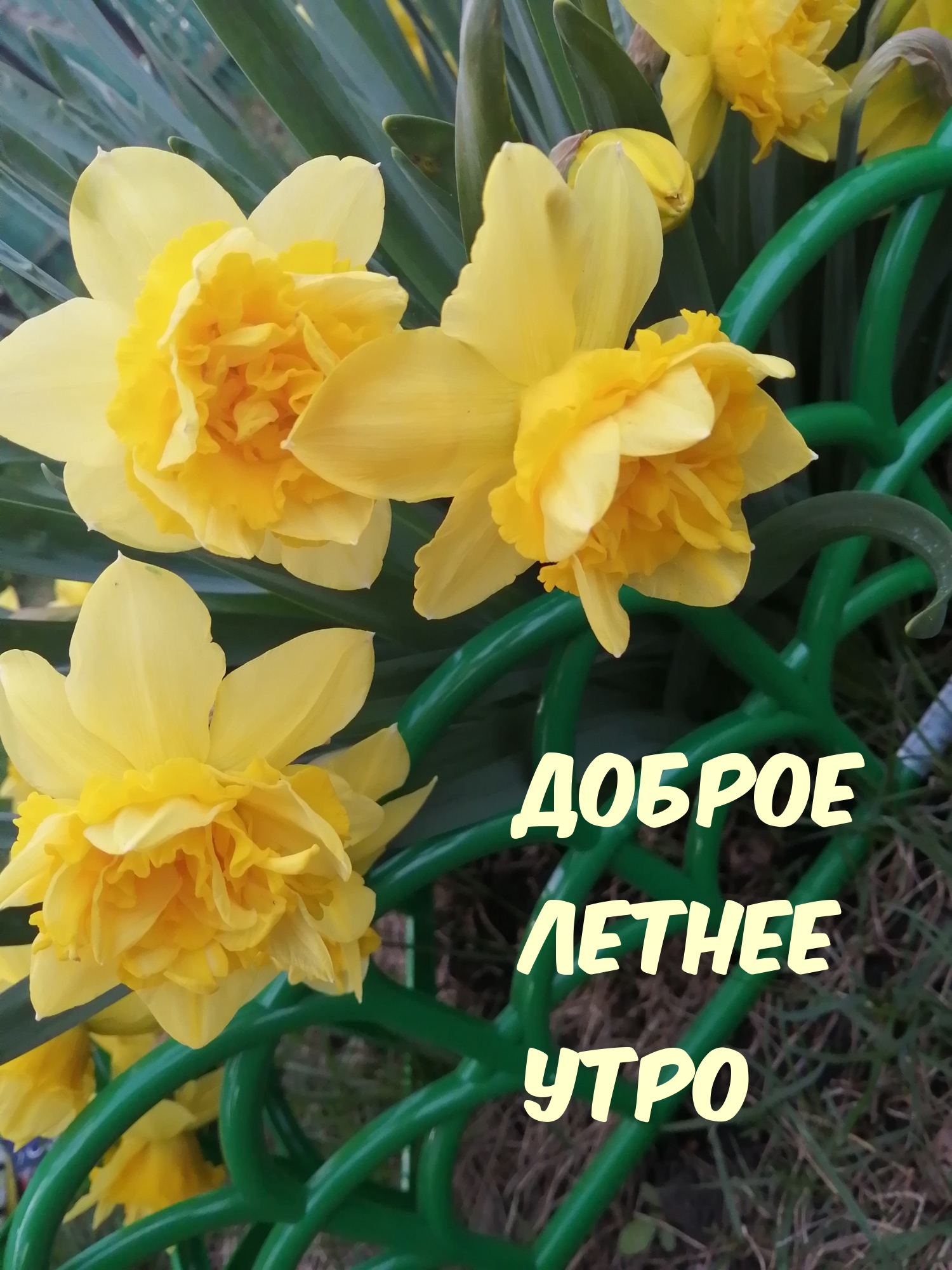 Доброе летнее утро