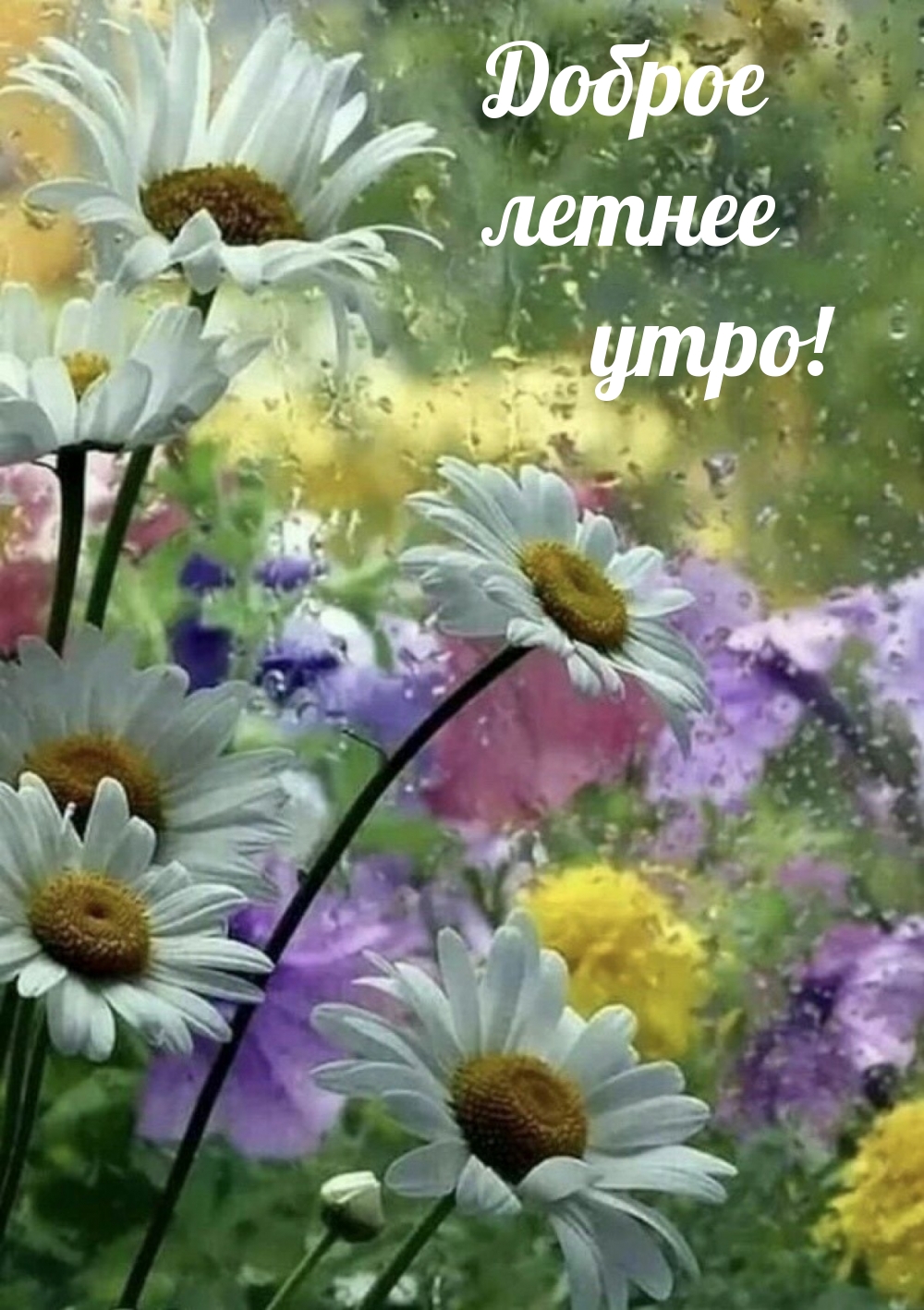 Доброе летнее утро!