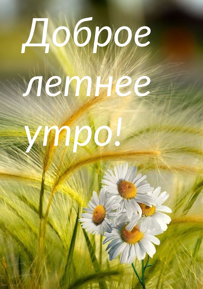 Доброе летнее утро!