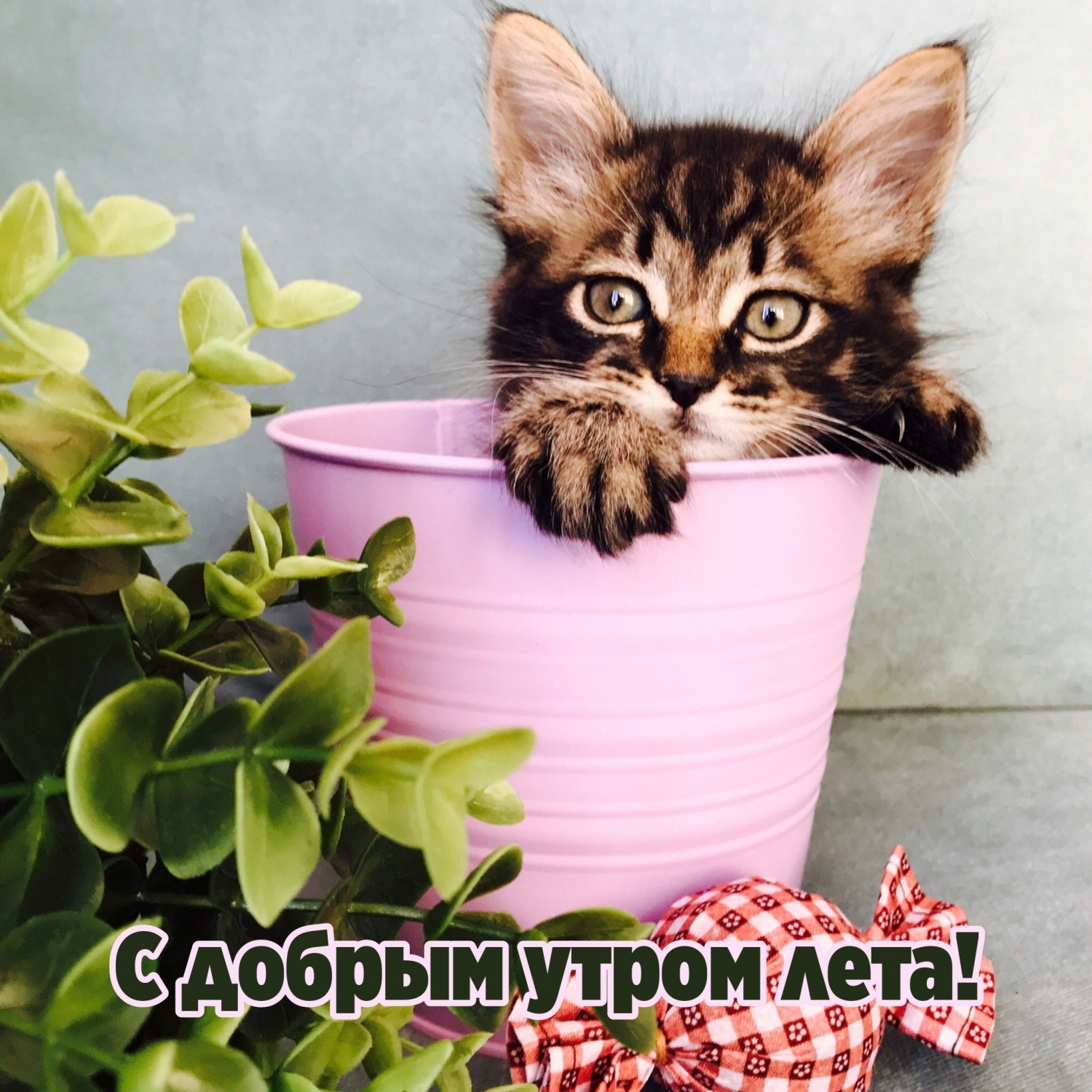 С добрым утром лета!