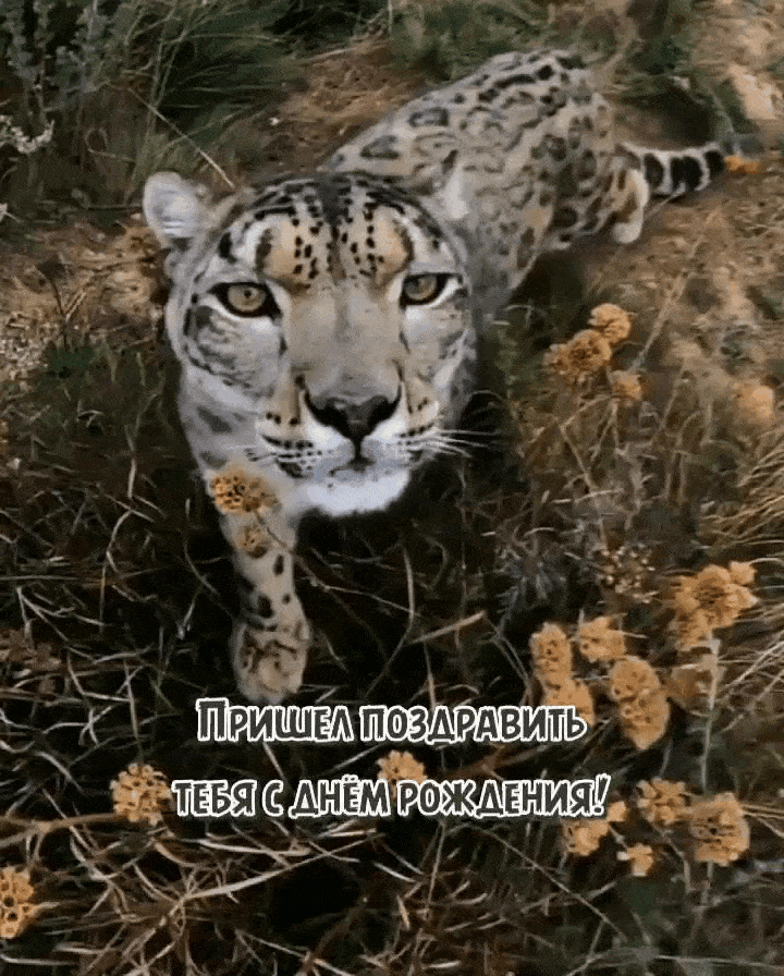 Пришел поздравить тебя с днём рождения!