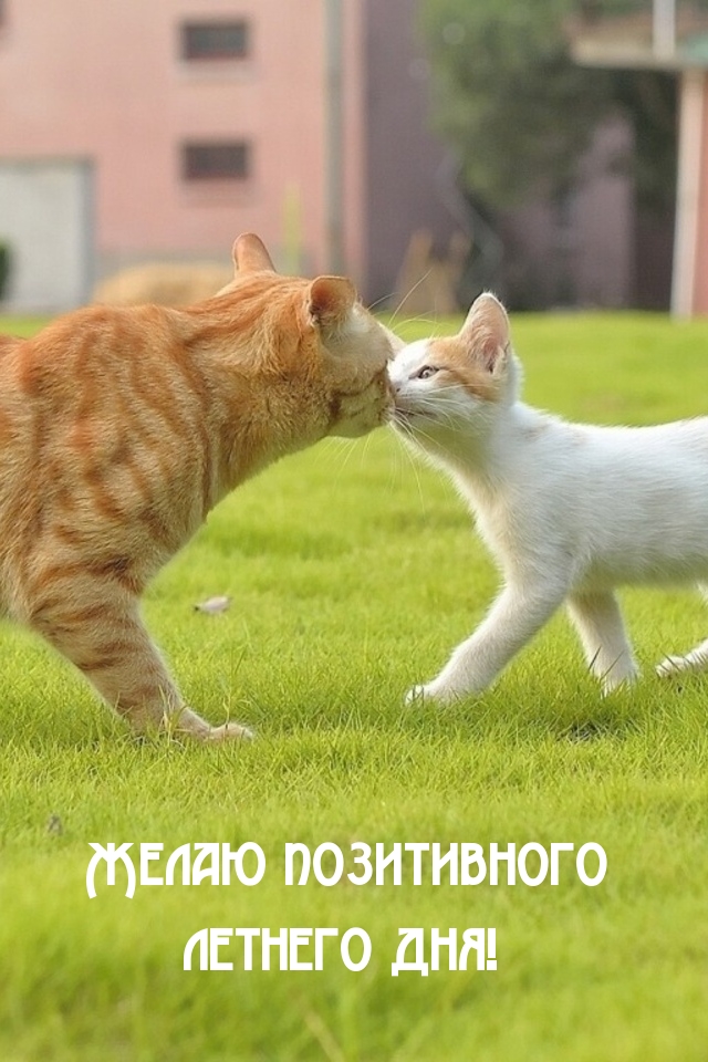 Желаю позитивного летнего дня!
