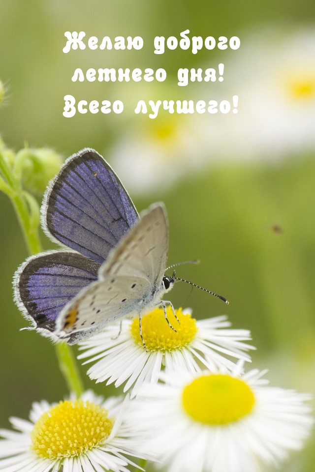 Желаю доброго летнего дня! Всего лучшего!