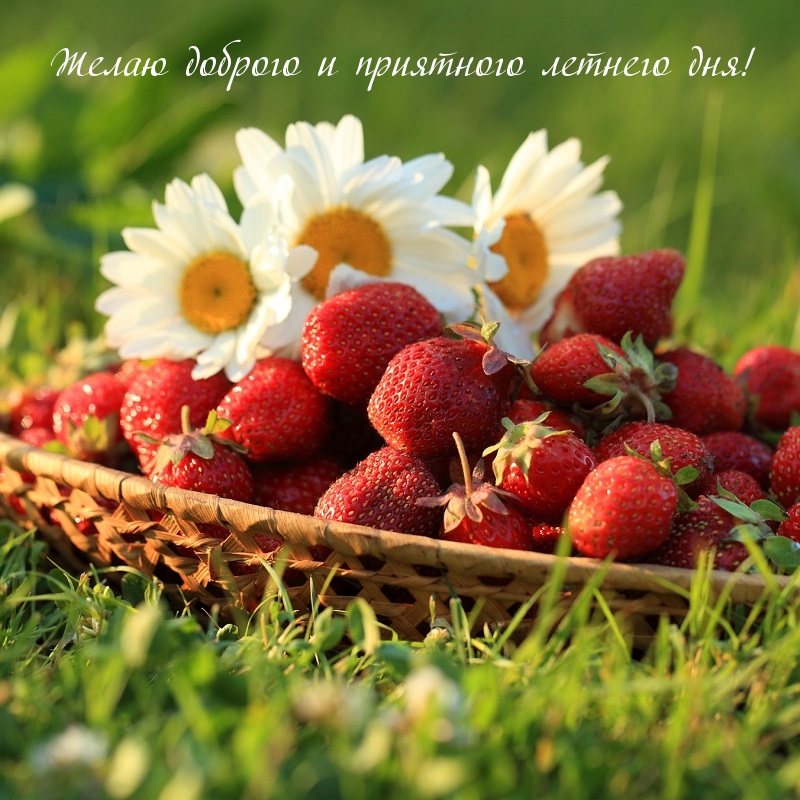 Желаю доброго и приятного летнего дня!