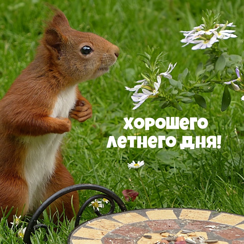 Хорошего летнего дня!