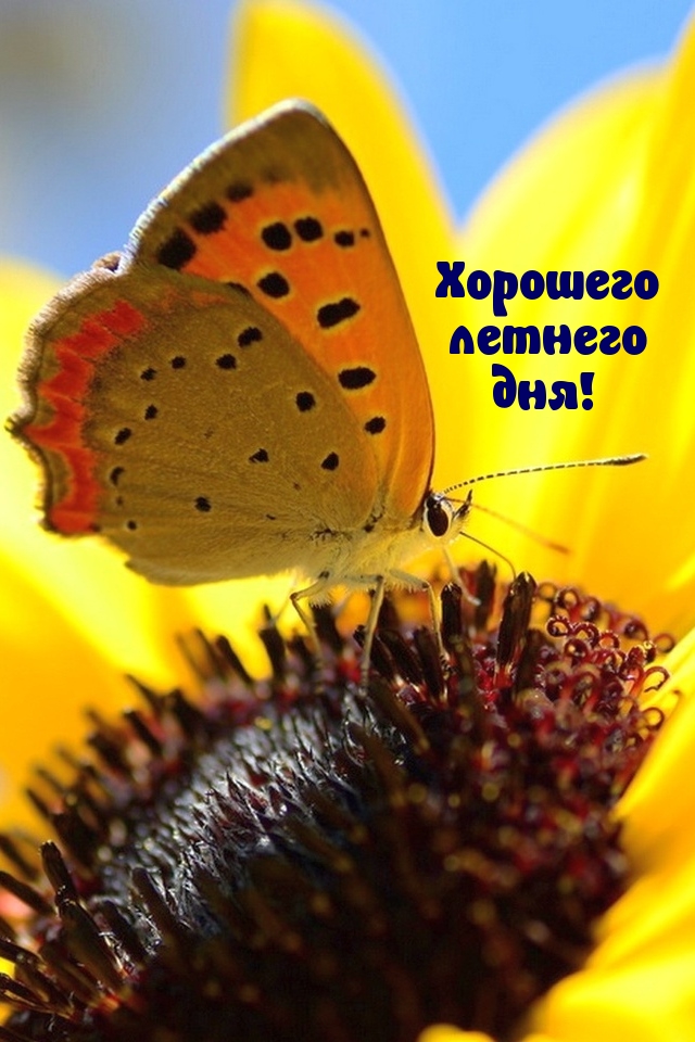 Хорошего летнего дня!