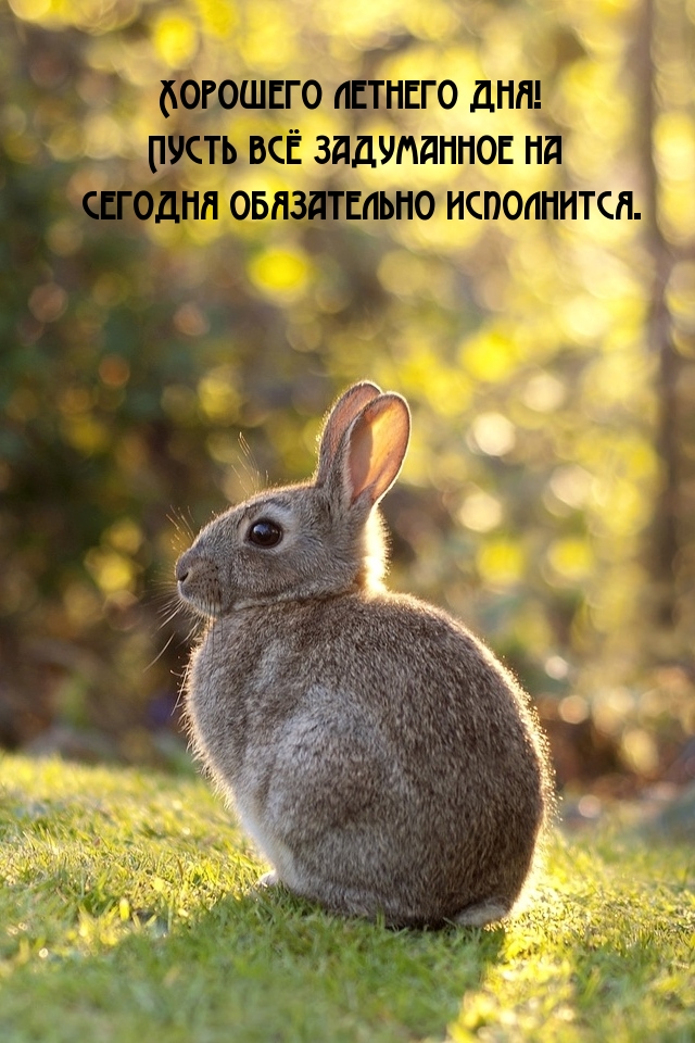 Хорошего летнего дня!
