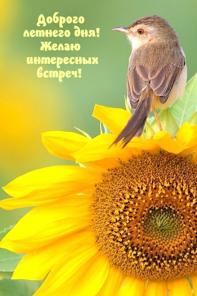 Доброго летнего дня! Желаю интересных встреч!