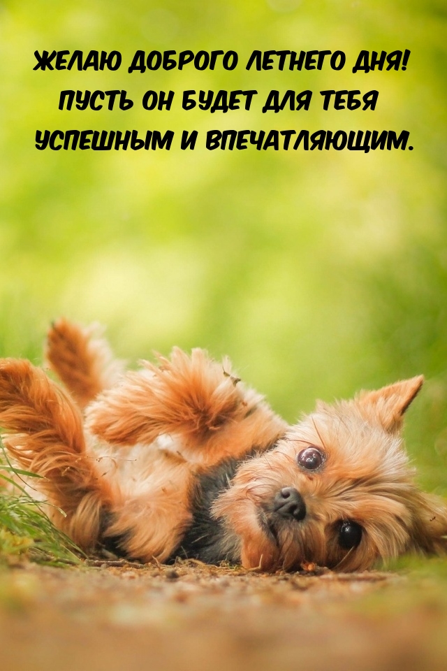 Желаю доброго летнего дня!