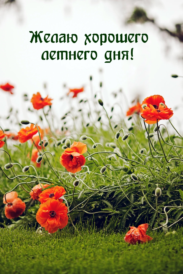 Желаю хорошего летнего дня!