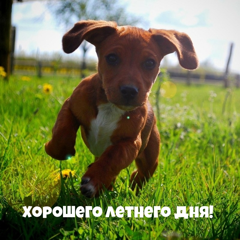 Хорошего летнего дня!