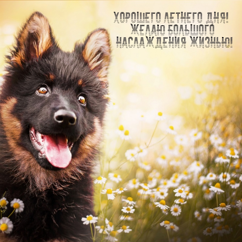 Хорошего летнего дня! Желаю большого наслаждения жизнью!