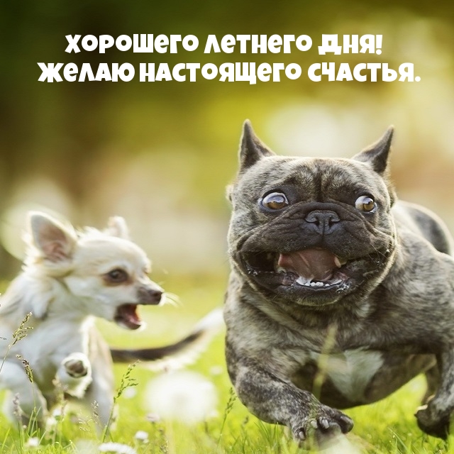 Хорошего летнего дня! Желаю настоящего счастья.