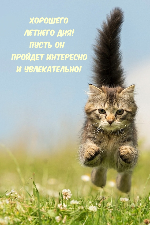Хорошего летнего дня!