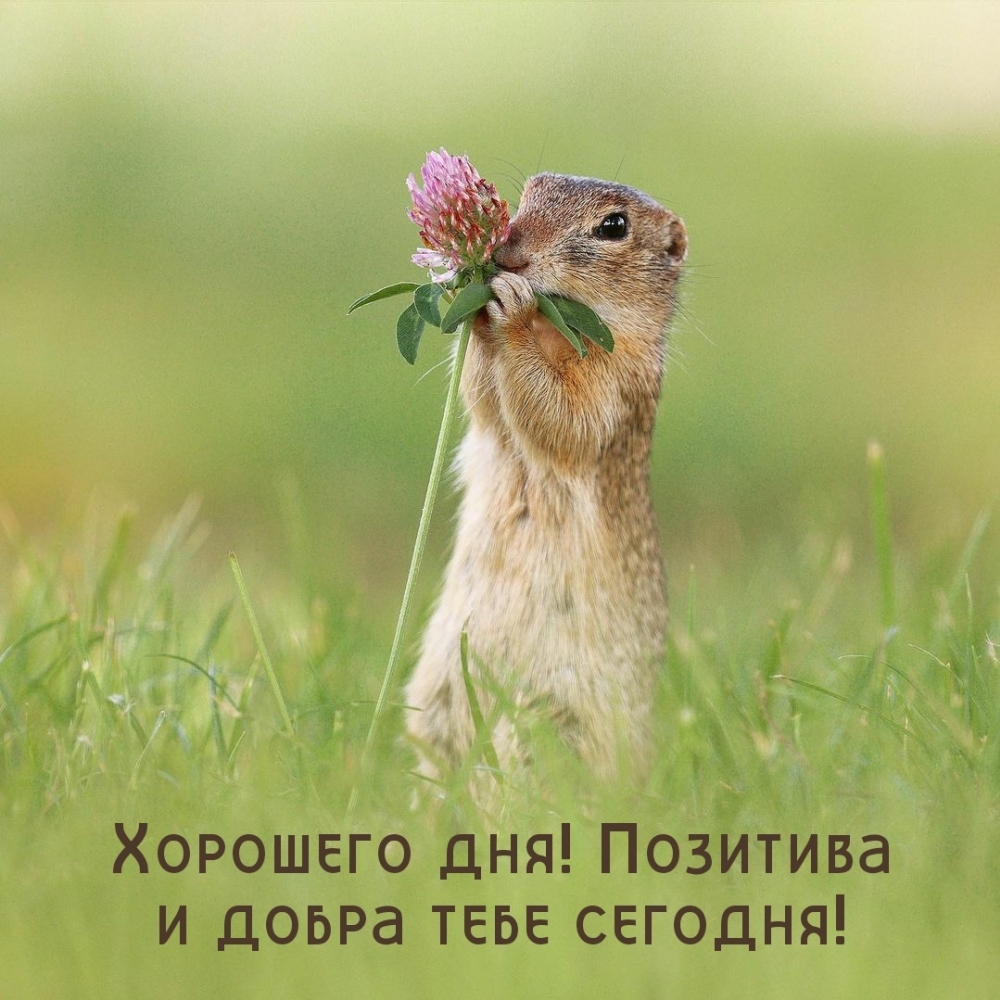 Хорошего дня! Позитива и добра тебе сегодня!