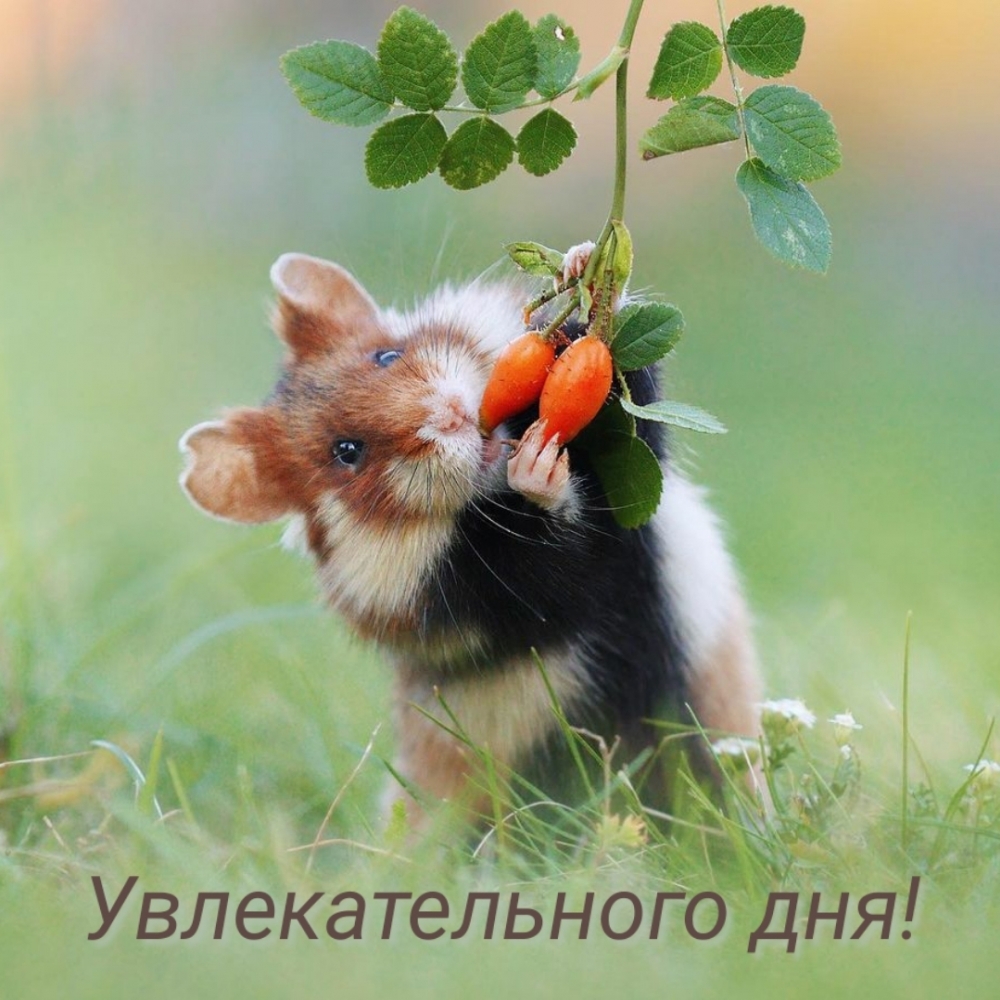 Увлекательного дня!