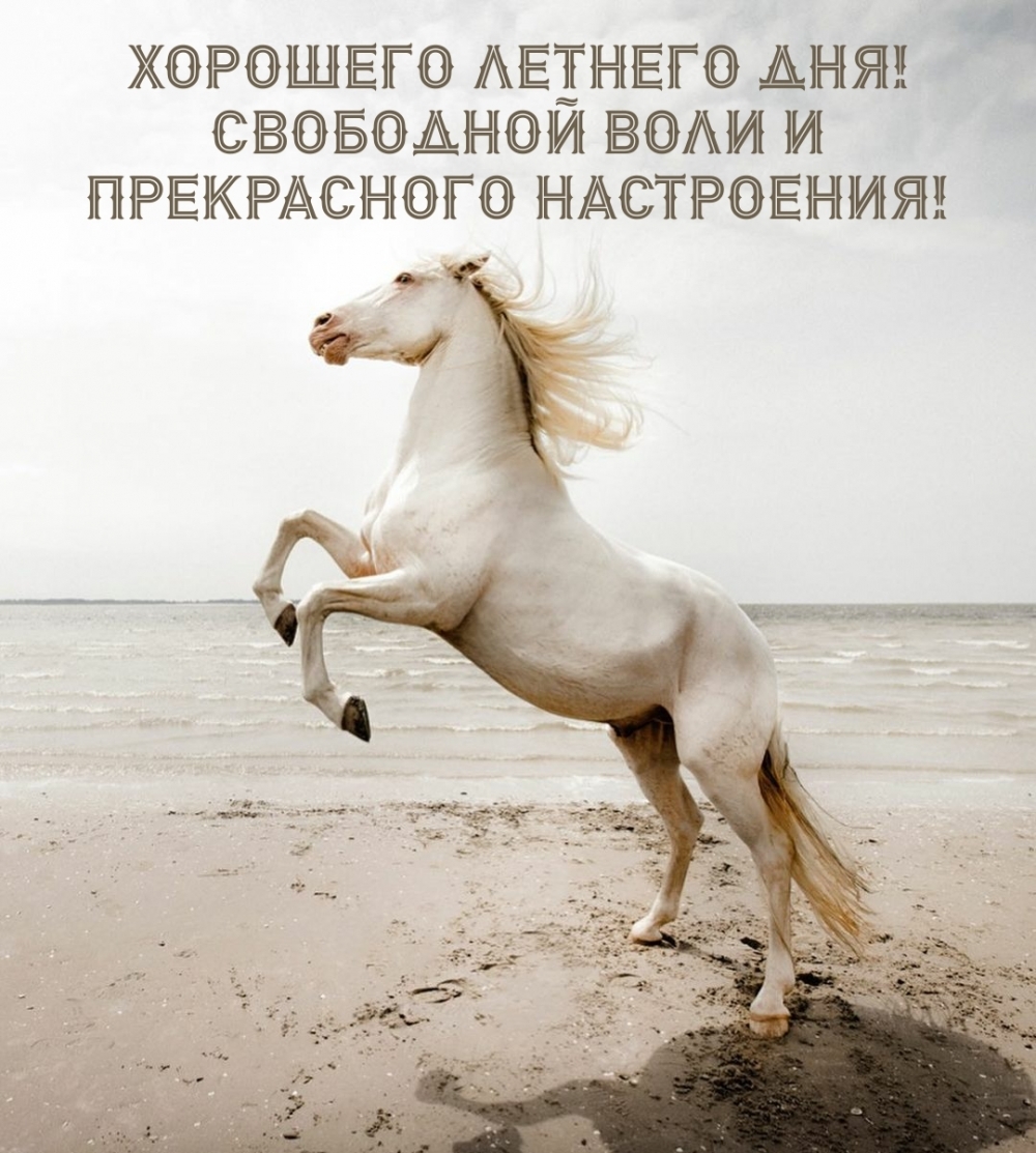 Хорошего летнего дня! Свободной воли и прекрасного настроения!