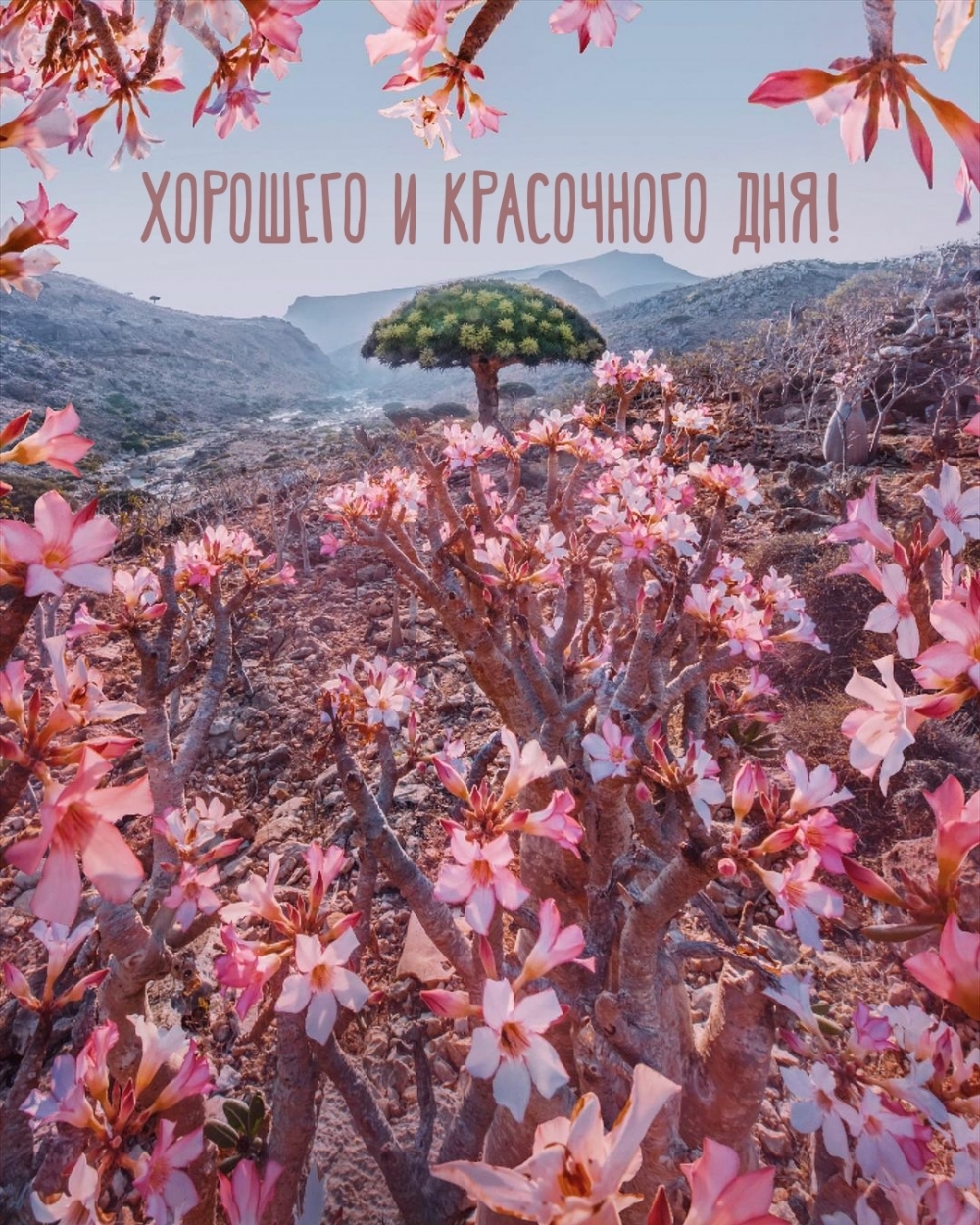 Хорошего и красочного дня!
