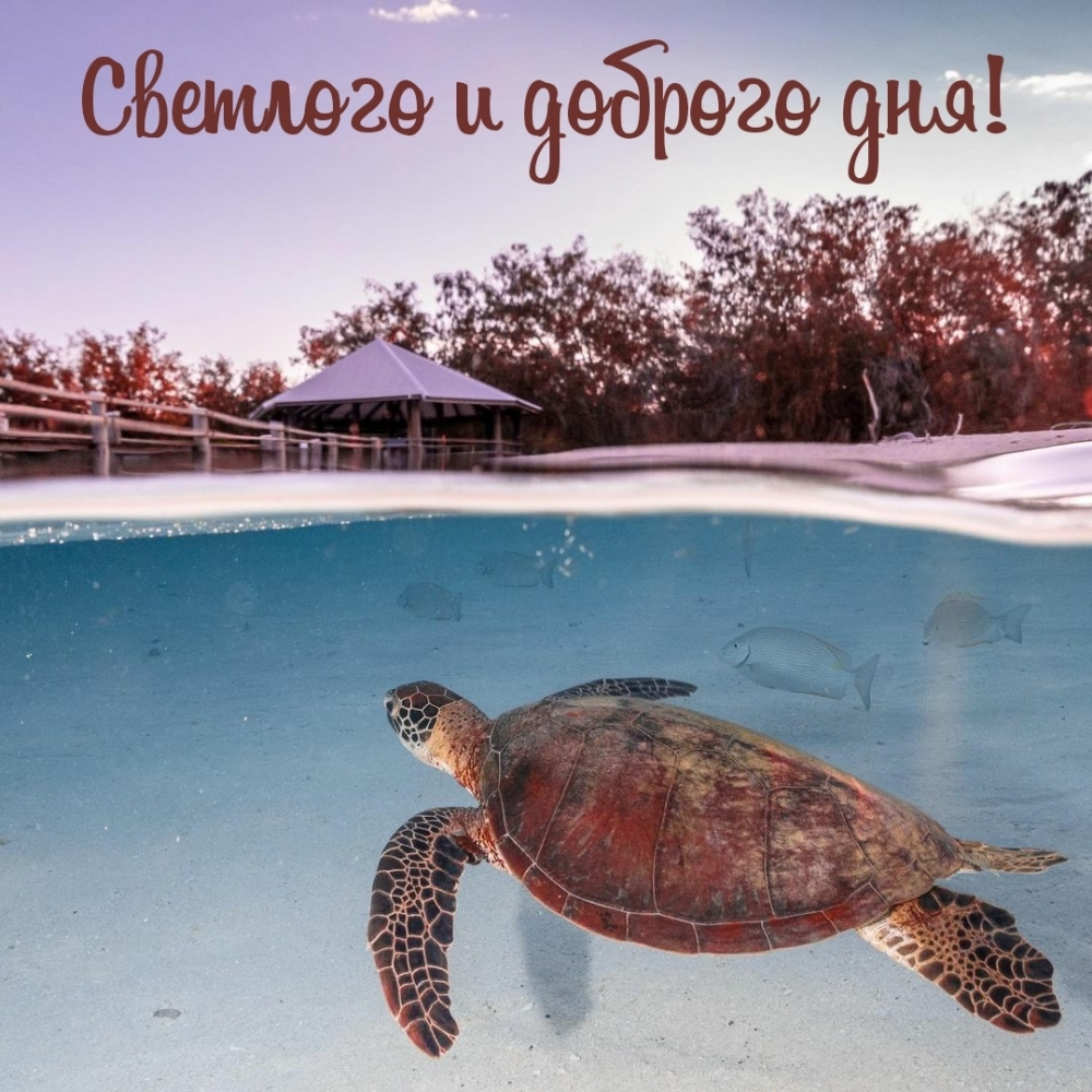 Светлого и доброго дня!