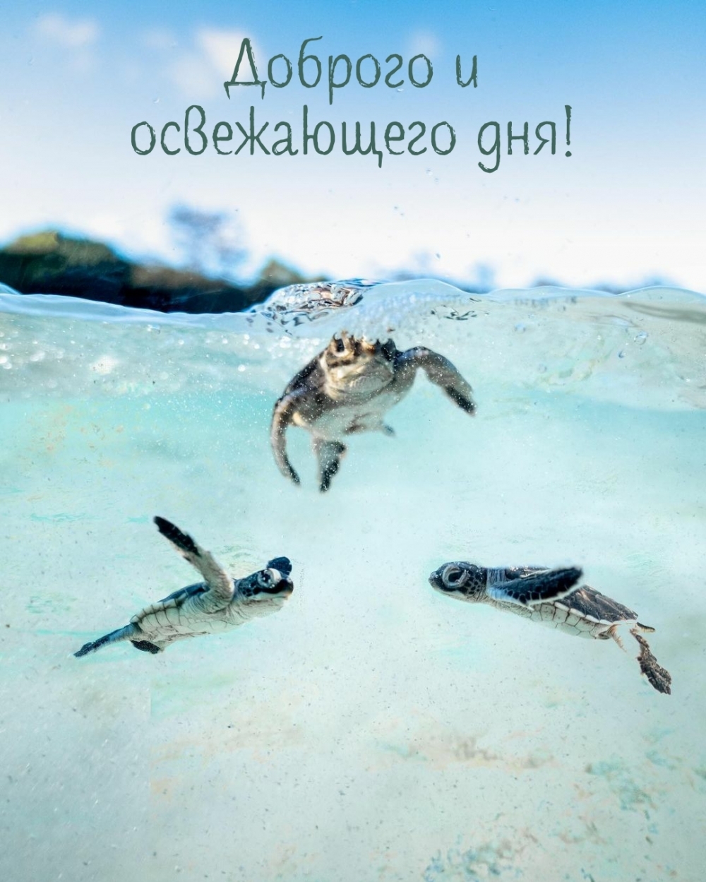 Доброго и освежающего дня!