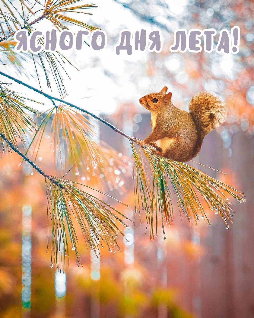 Ясного дня лета!