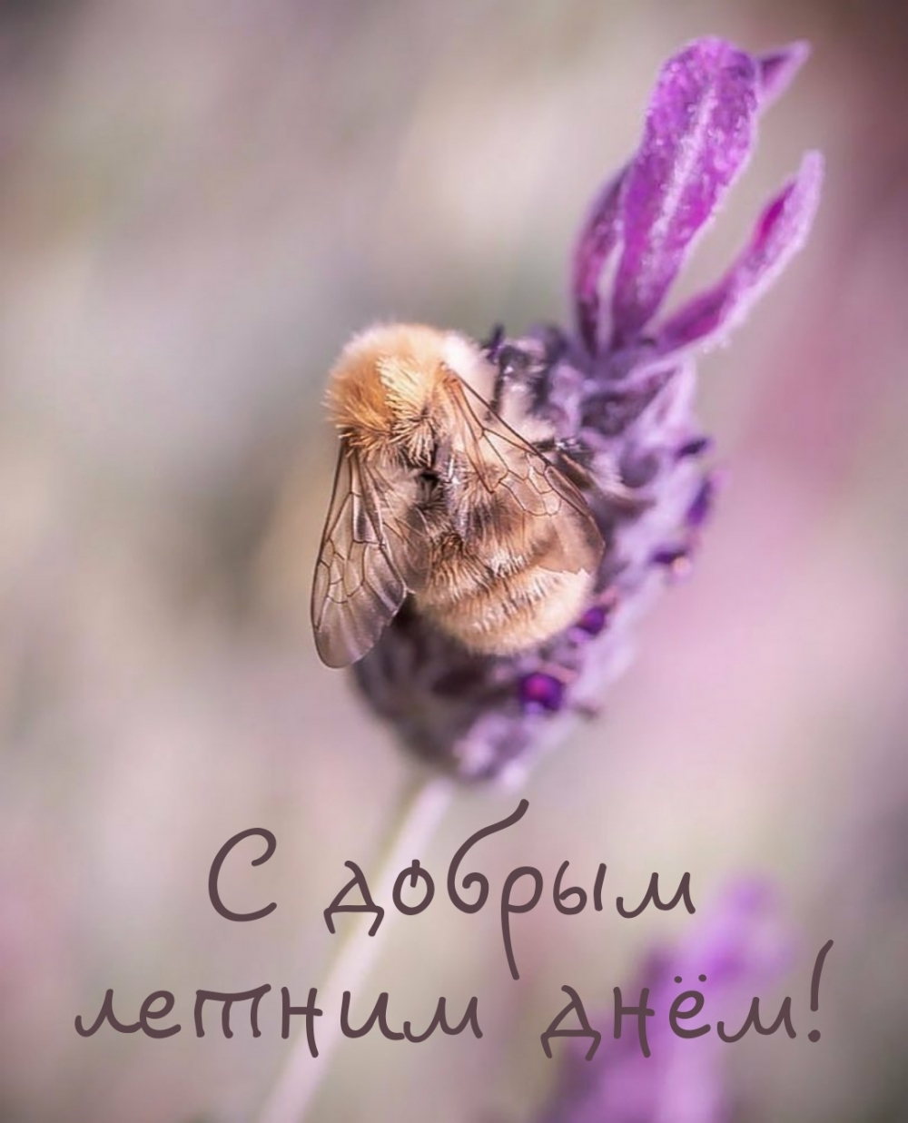 С добрым летним днём!