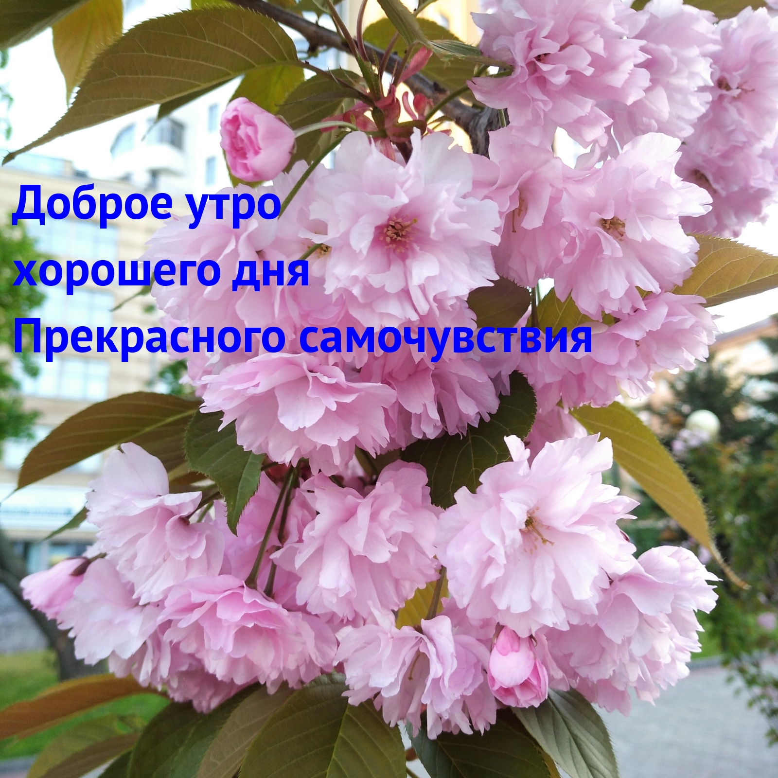 Доброе утро хорошего дня Прекрасного самочувствия