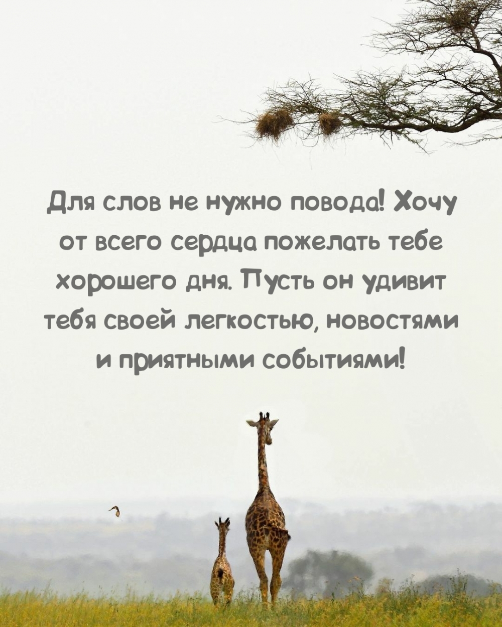 Хочу от всего сердца пожелать тебе хорошего дня.