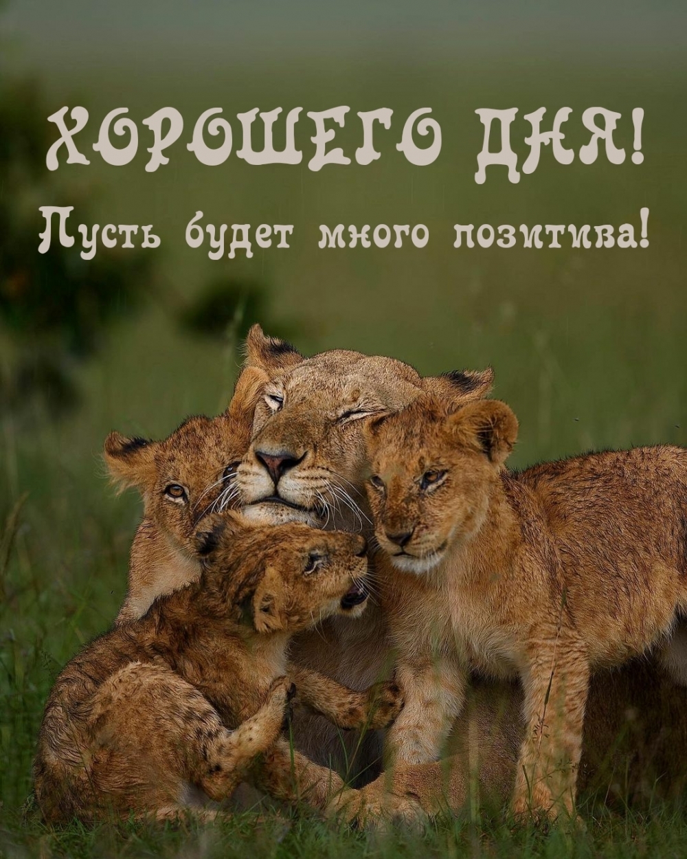 Хорошего дня! Пусть будет много позитива!