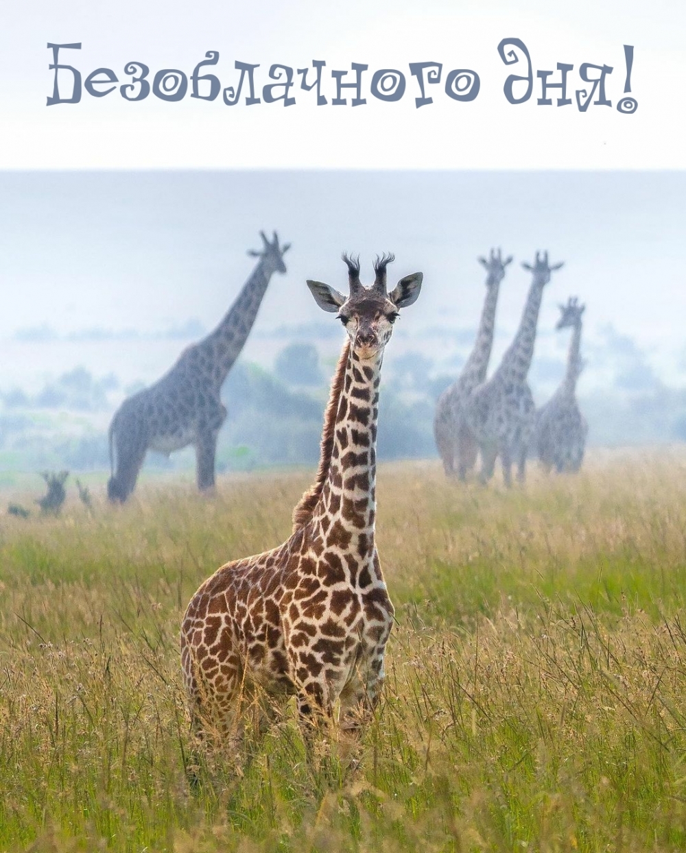Безоблачного дня!