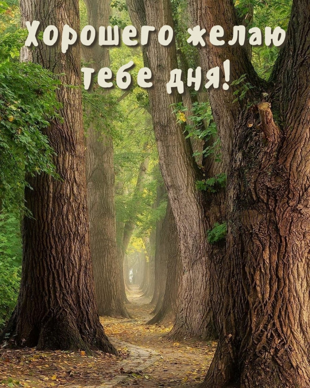 Хорошего желаю тебе дня!