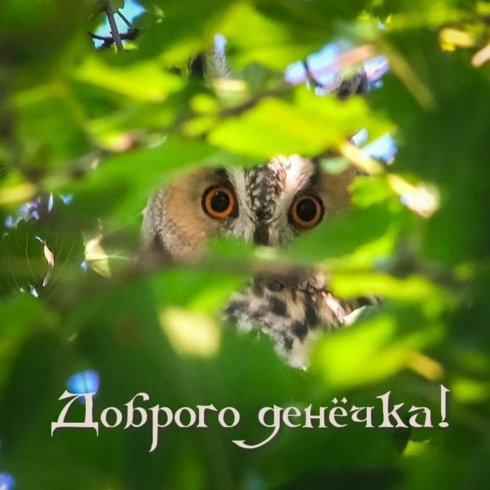 Доброго денёчка!