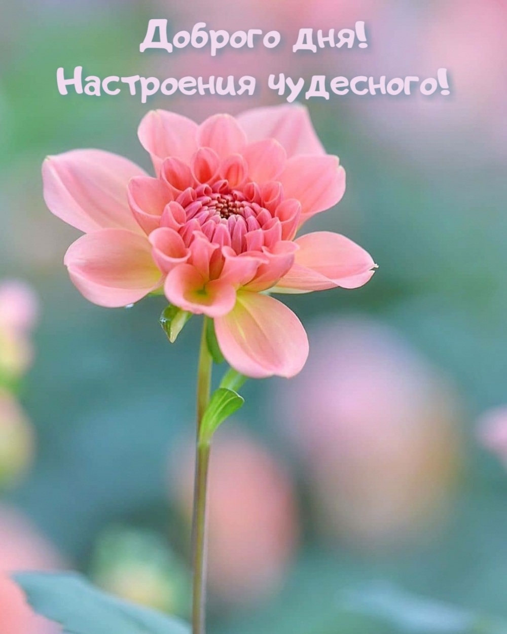 Доброго дня! Настроения чудесного!