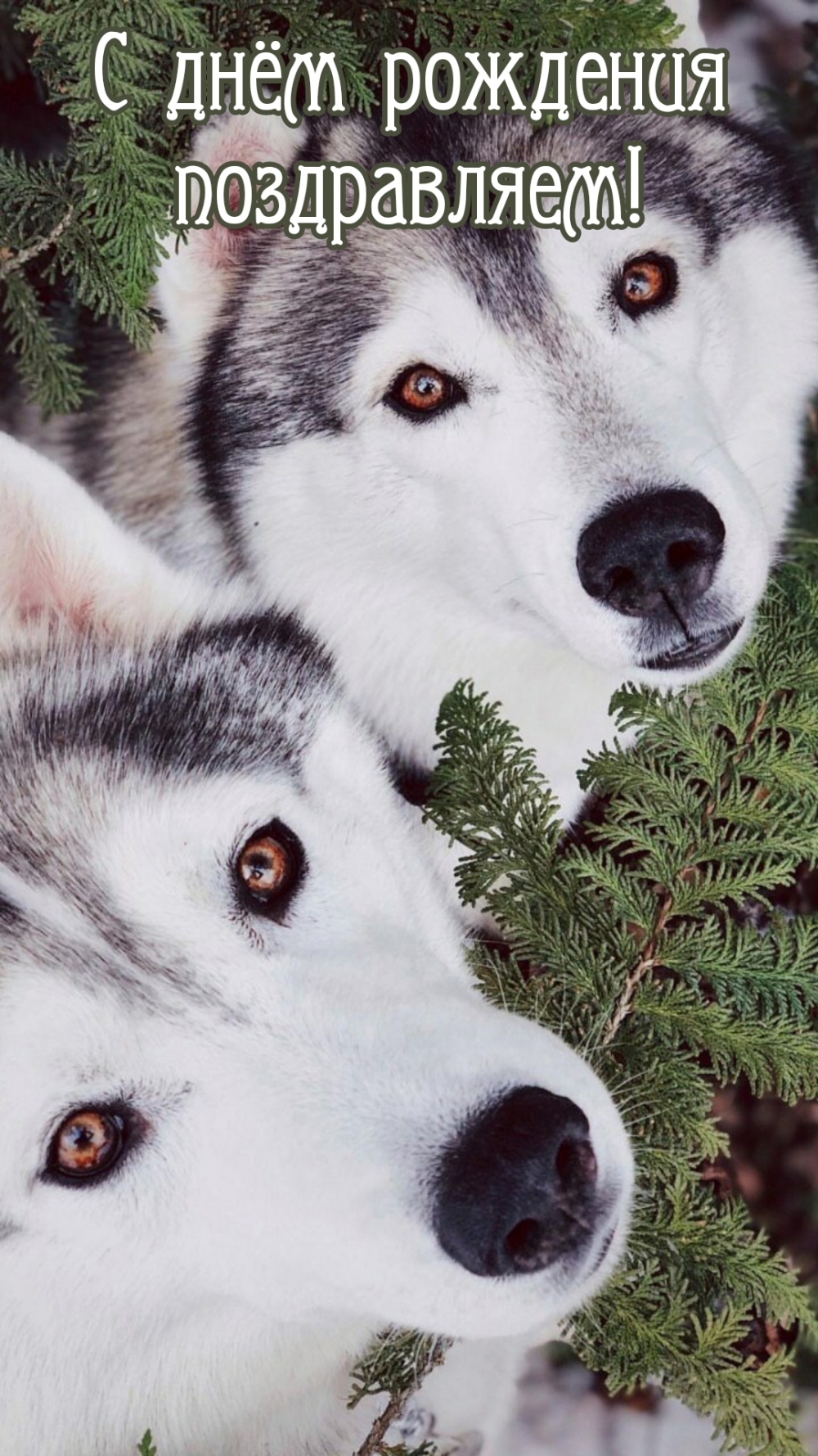 С днём рождения поздравляем!