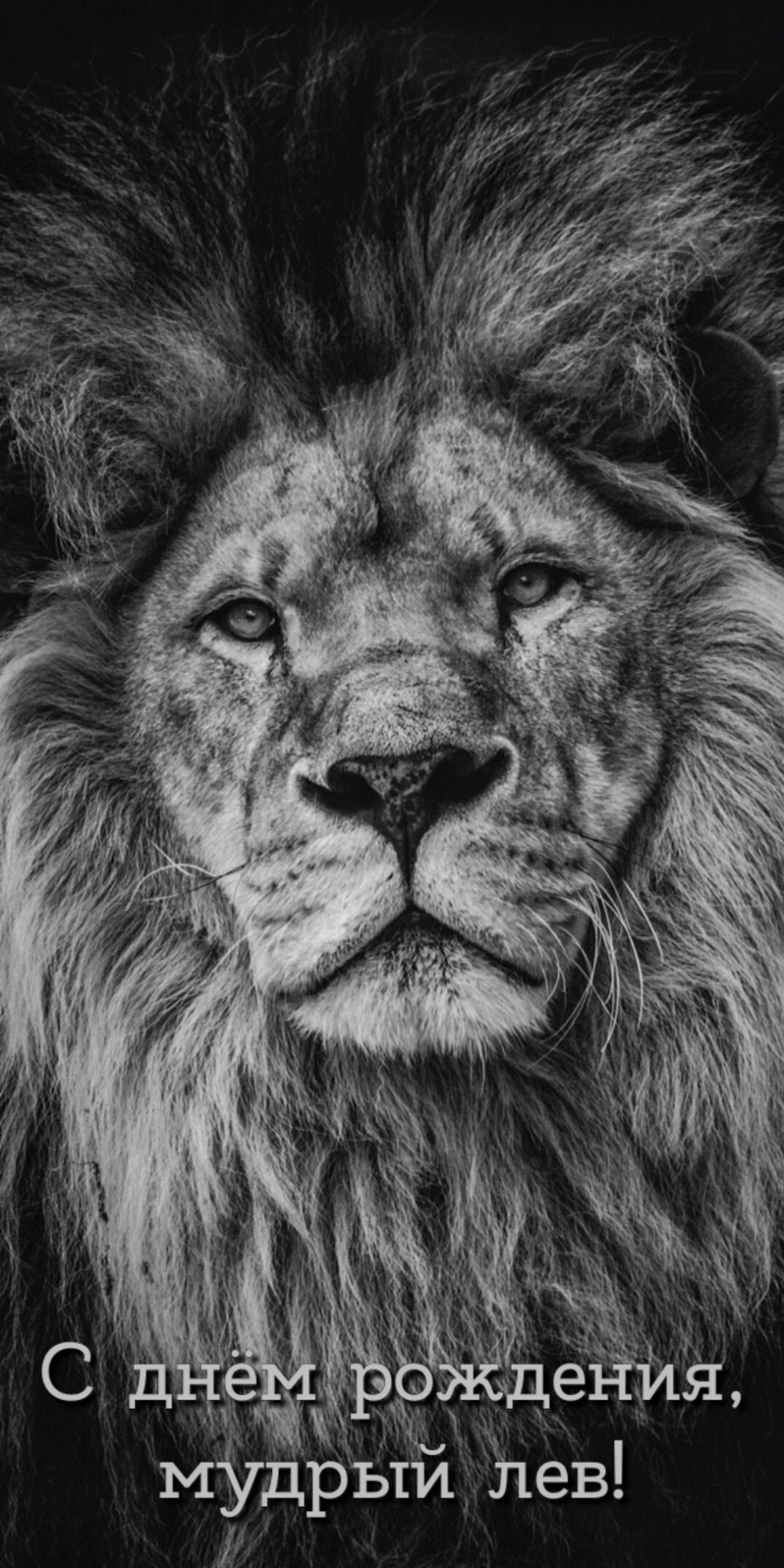 С днём рождения, мудрый лев!