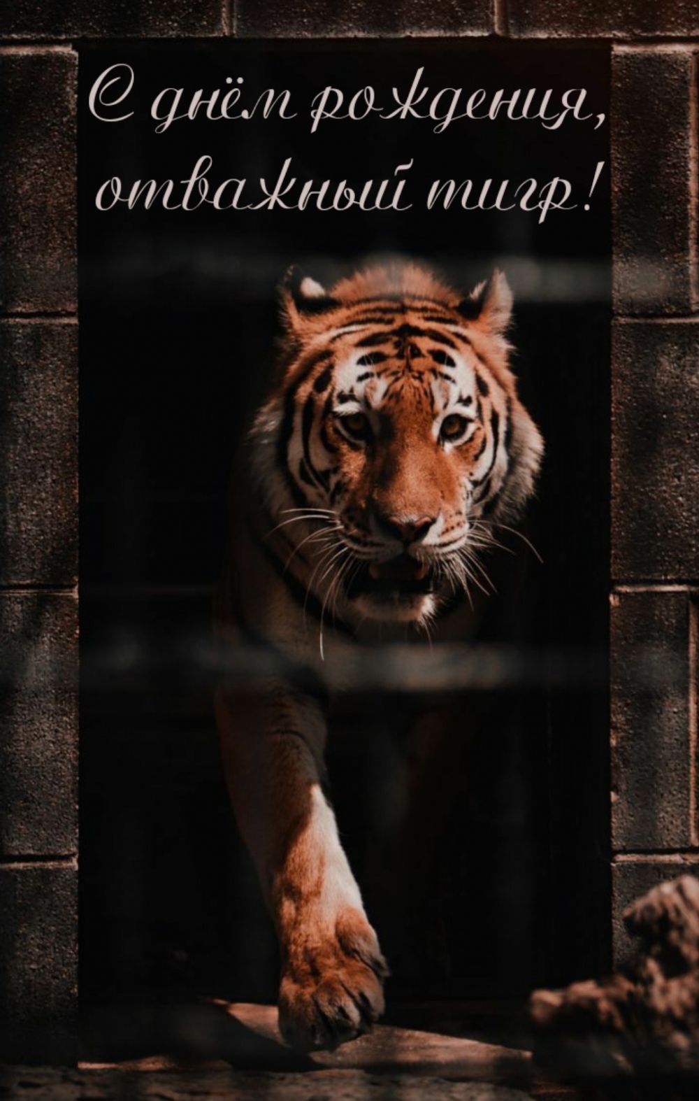 С днём рождения, отважный тигр!