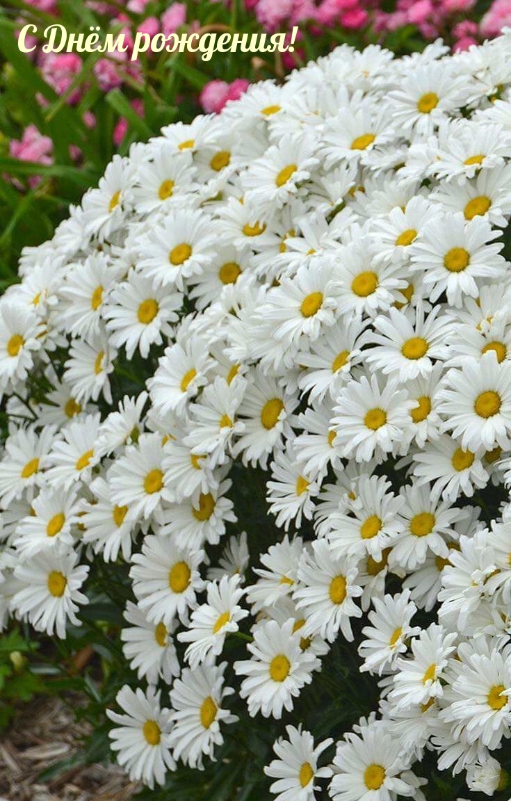 С Днём рождения!