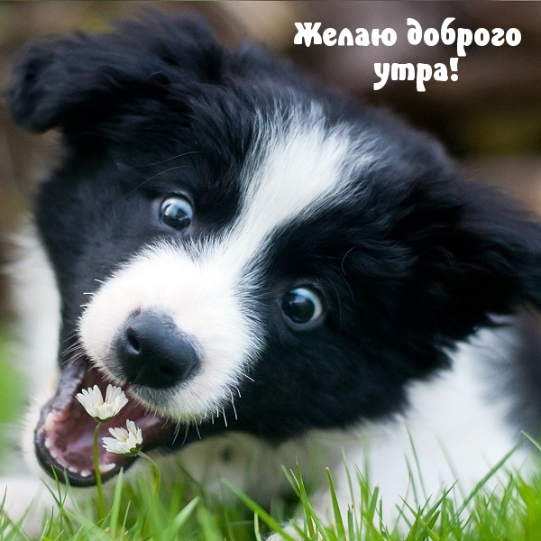 Желаю доброго утра!