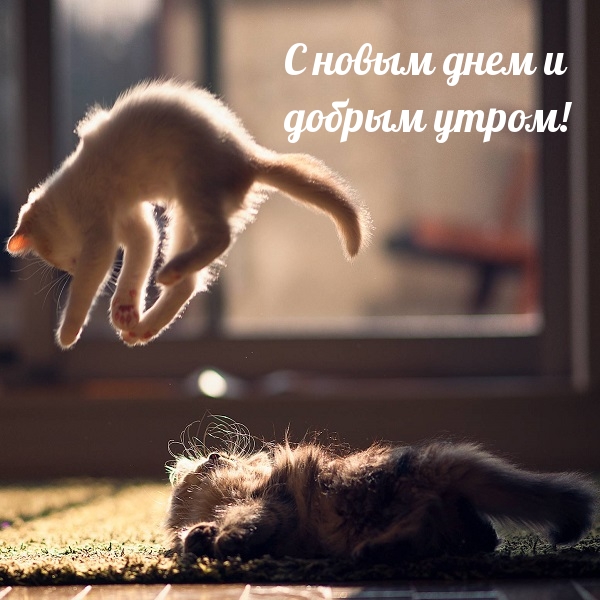 С новым днем и добрым утром!