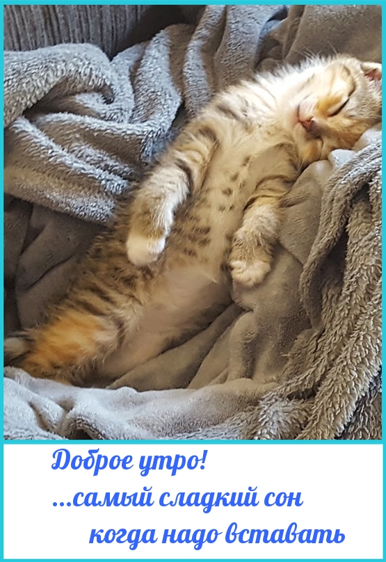 Доброе утро! …самый сладкий сон когда надо вставать
