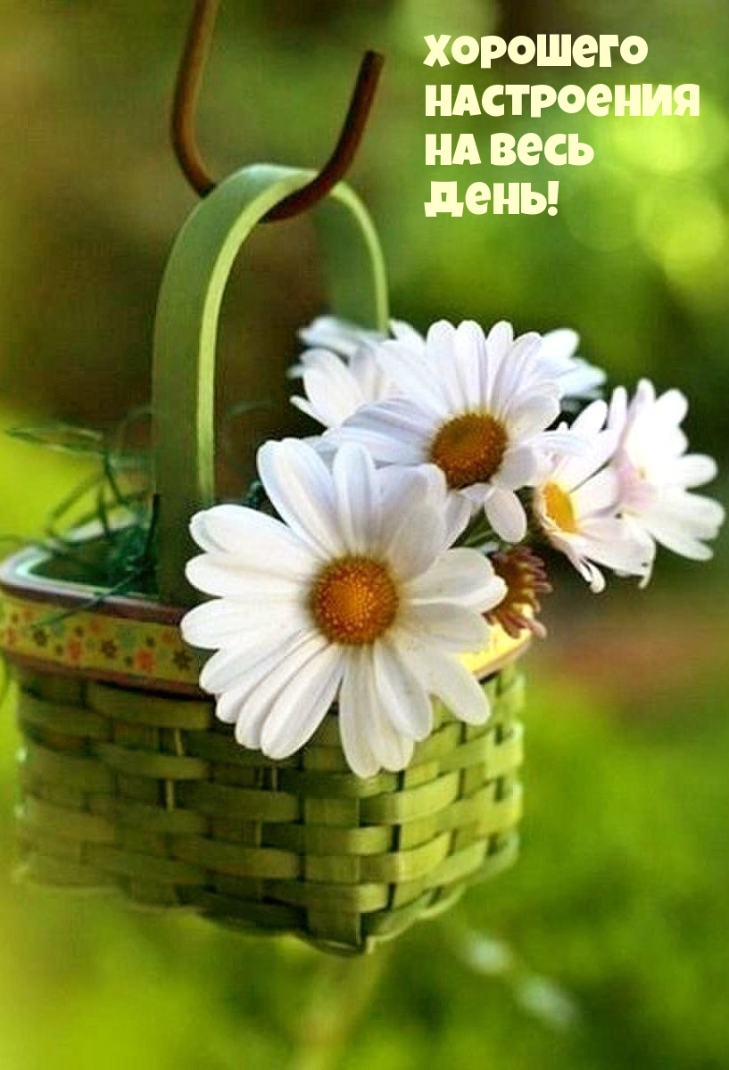 Хорошего настроения на весь день!