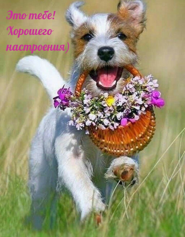 Это тебе! Хорошего настроения)