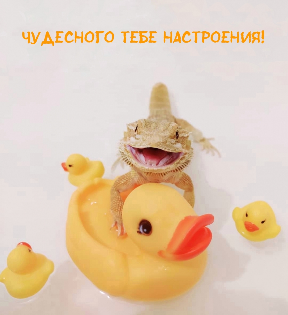 Чудесного тебе настроения!
