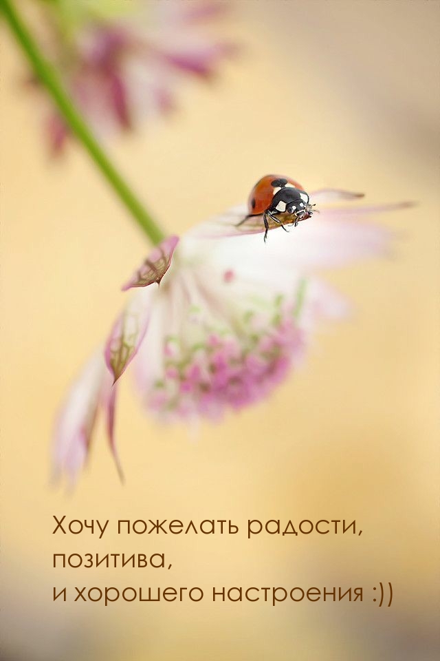 Хочу пожелать радости, позитива, и хорошего настроения :))