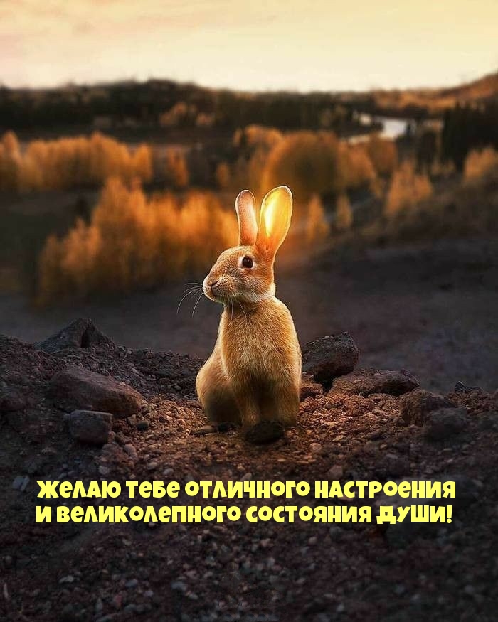 Желаю тебе отличного настроения