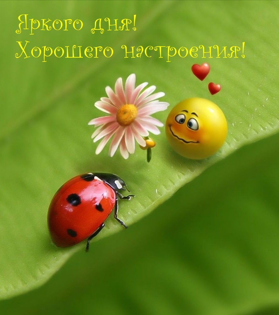Яркого дня! Хорошего настроения!
